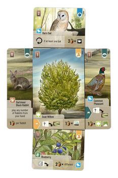 Forest Shuffle  Dartmoor